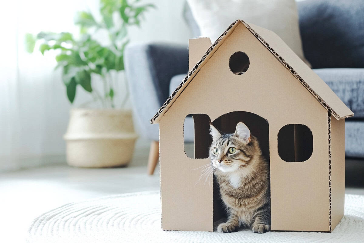 18 Cute & Easy DIY Cardboard Furniture for Cats